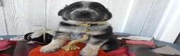 Australian Cattle Dog dogs for sale: Australian Cattle Dog 3 Ollie - Ad 1