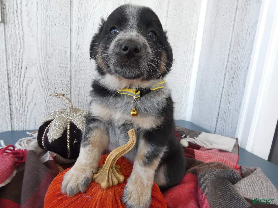 Australian Cattle Dog dogs for sale: Australian Cattle Dog 3 Ollie - Ad 1