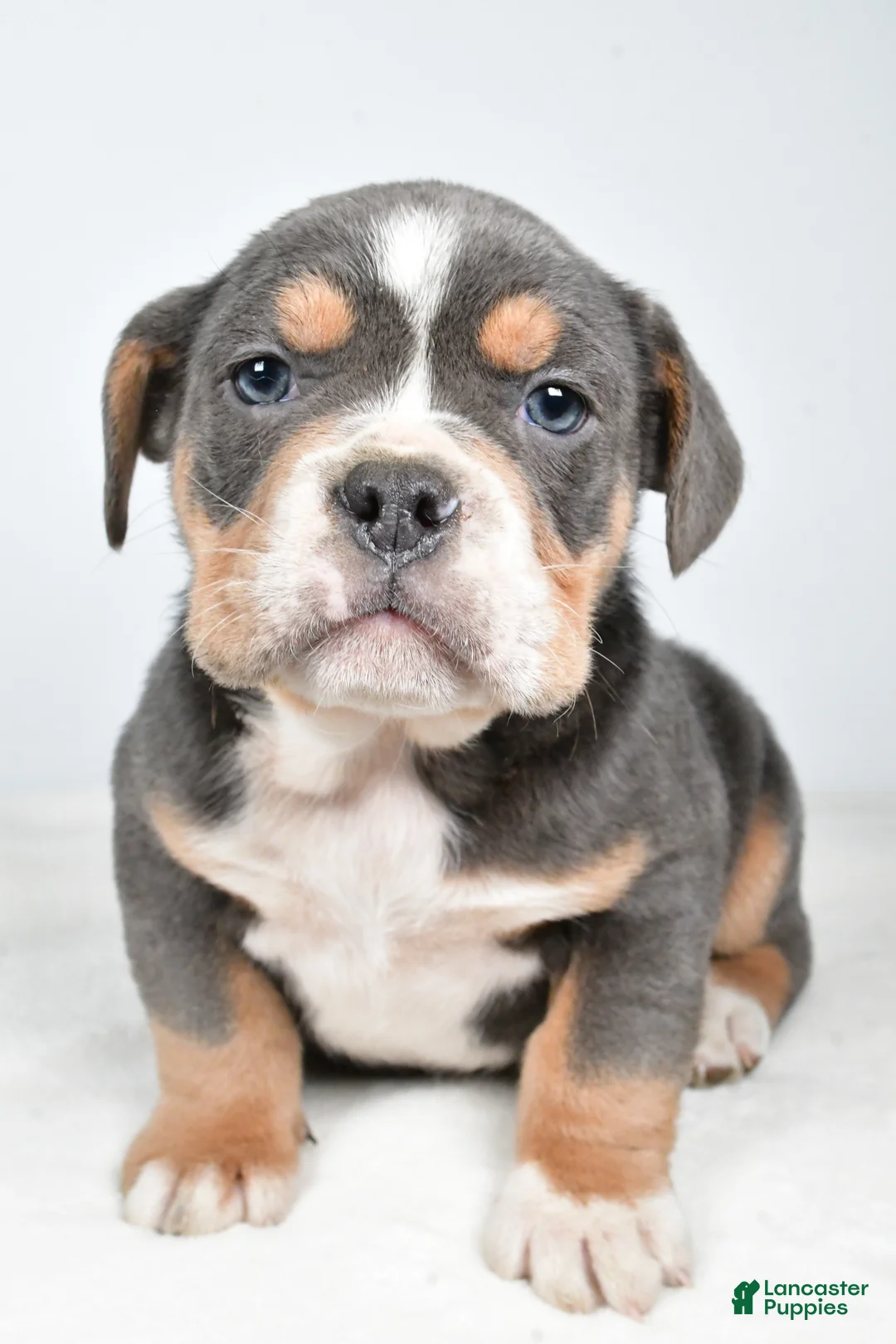 Beabull dogs for sale: Carter - Ad 8