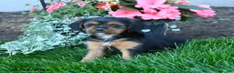 Mixed Breed dogs for sale: Tammy - Ad 3