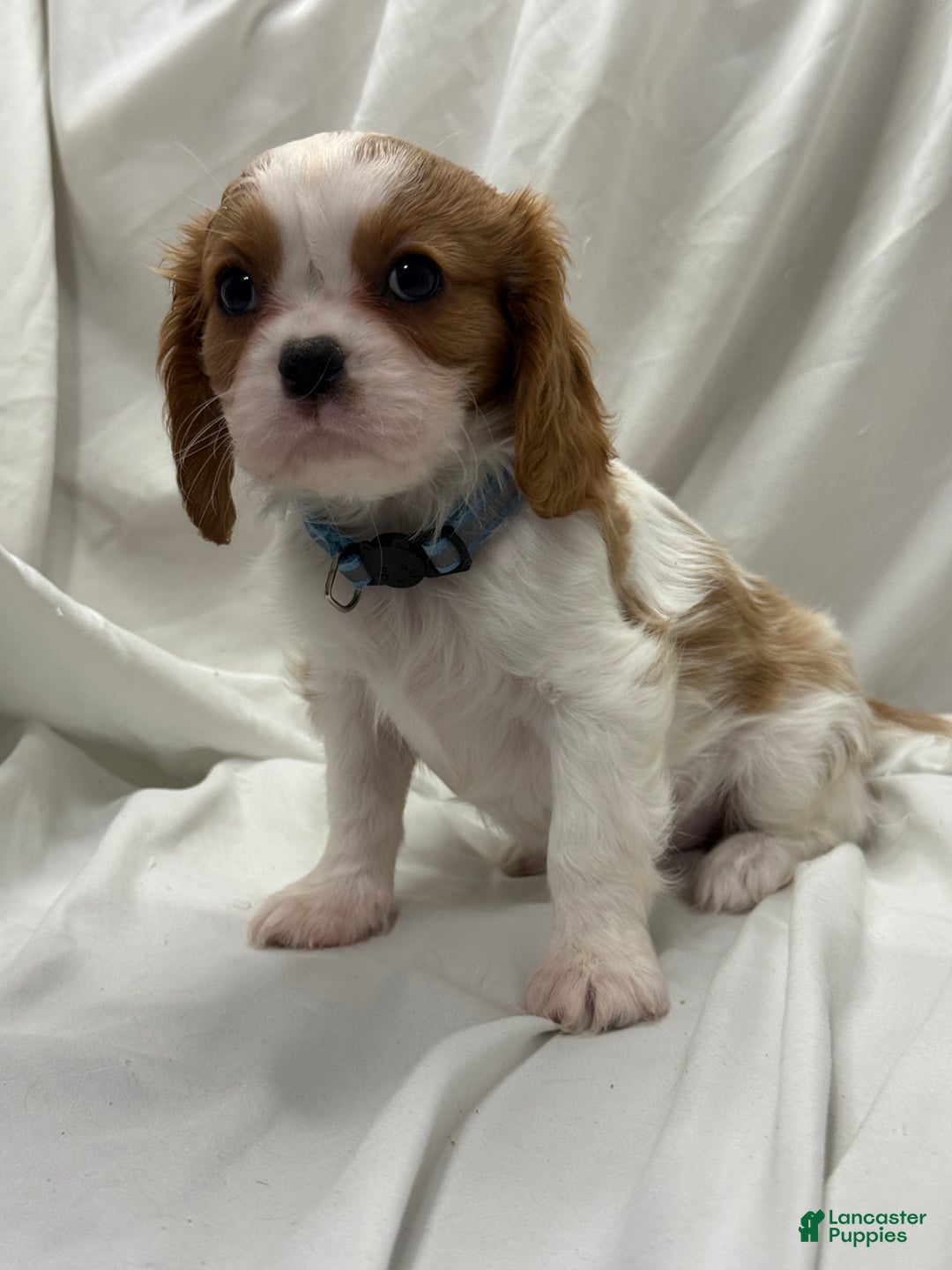 Cavalier King Charles Spaniel dogs for sale: Sky - Ad 2