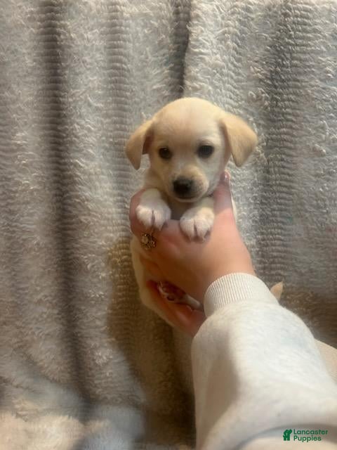 Jack Chi dogs for sale: Jack Chi 1 - Ad 17