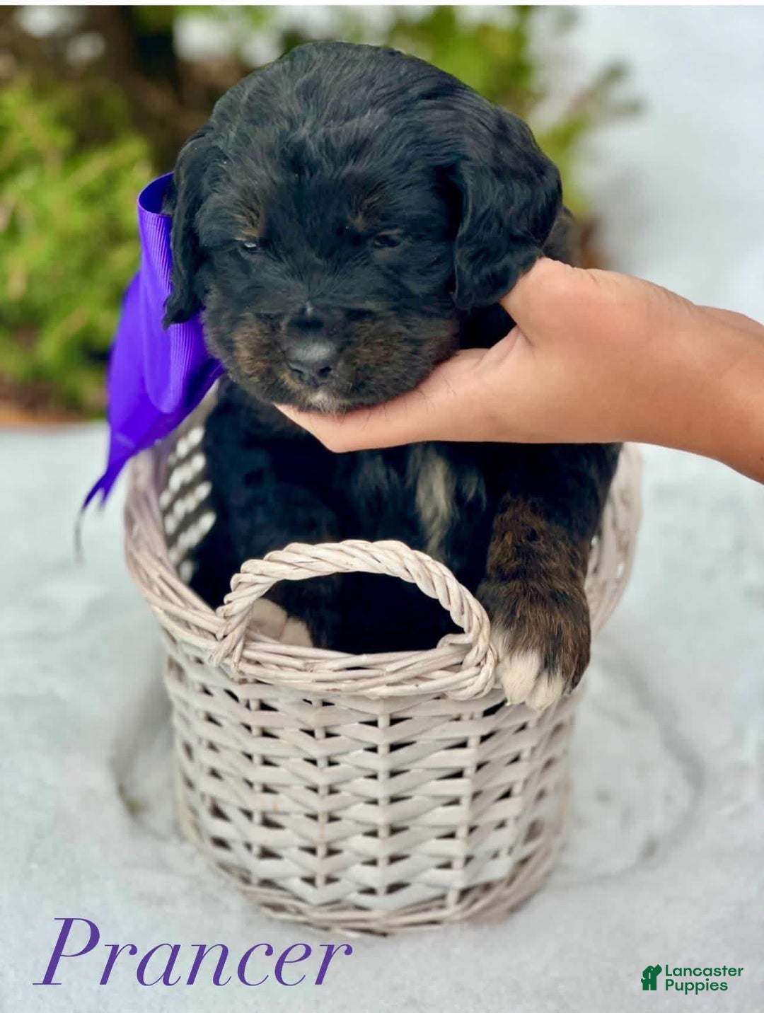 Mixed Breed dogs for sale: Prancer (Golden Mountain Doodle) - Ad 1