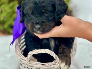 Mixed Breed dogs Prancer (Golden Mountain Doodle) - Ad 27