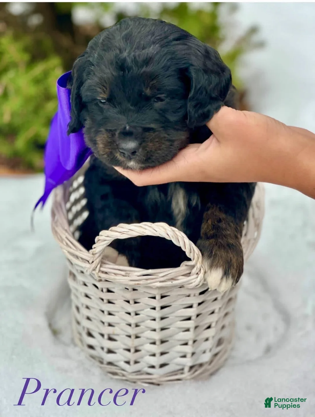 Mixed Breed dogs for sale: Prancer (Golden Mountain Doodle) - Ad 1