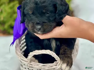 Mixed Breed dogs Prancer (Golden Mountain Doodle) - Ad 21