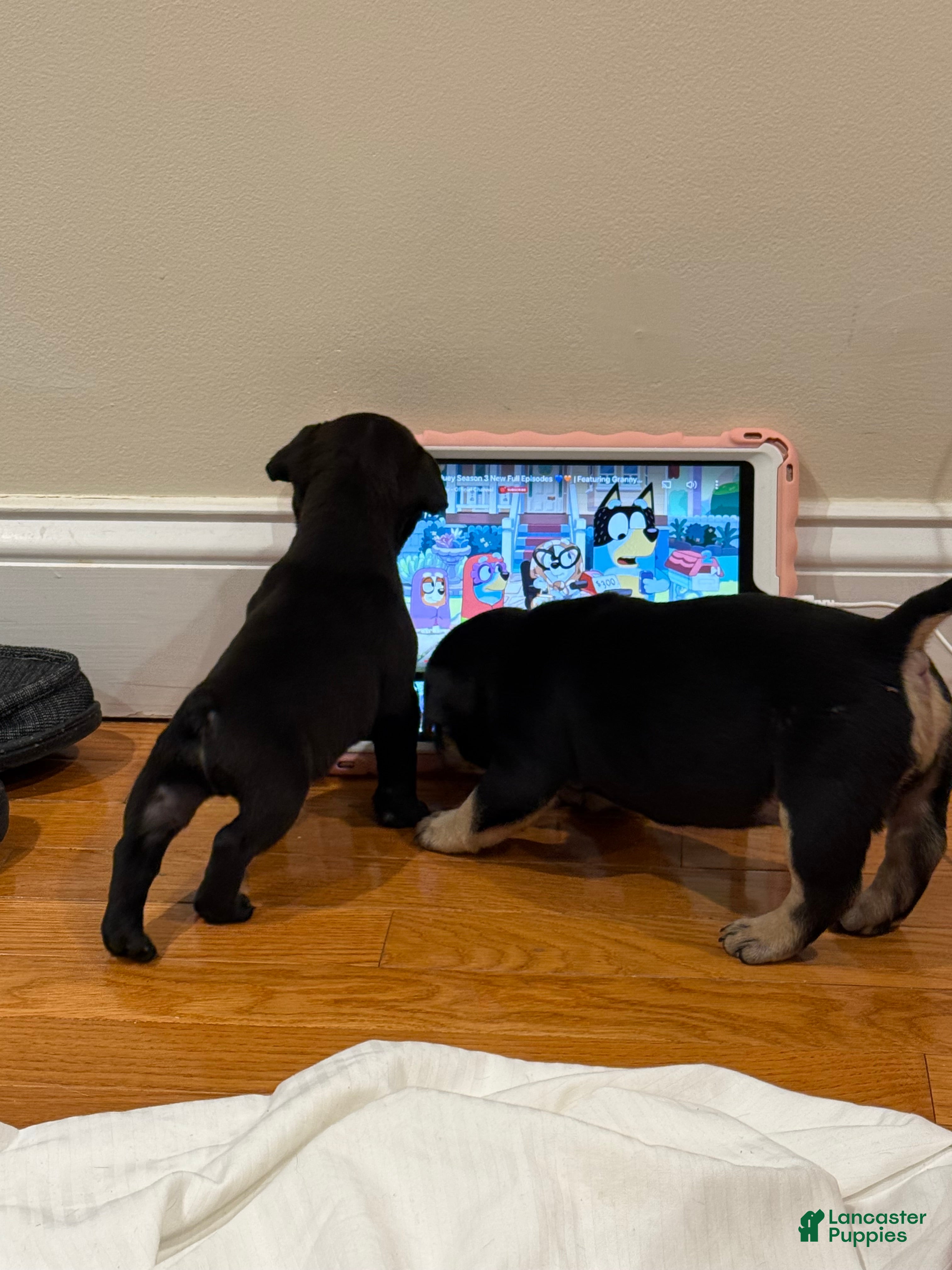 American Bully dogs American Bully Puppy 1 - Ad 2