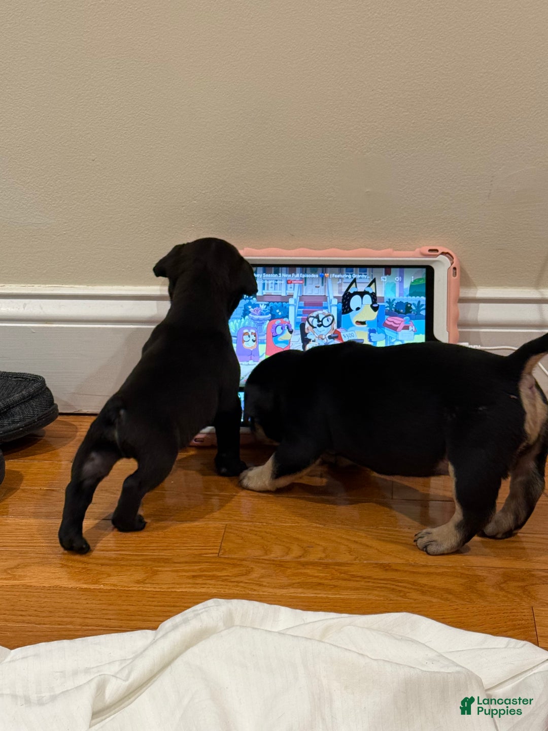 American Bully dogs for sale: American Bully Puppy 1 - Ad 2