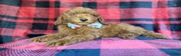 Miniature Poodle dogs for sale: Samuel - Ad 6