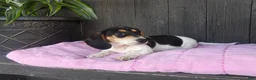 Miniature Dachshund dogs for sale: Violet - Ad 4