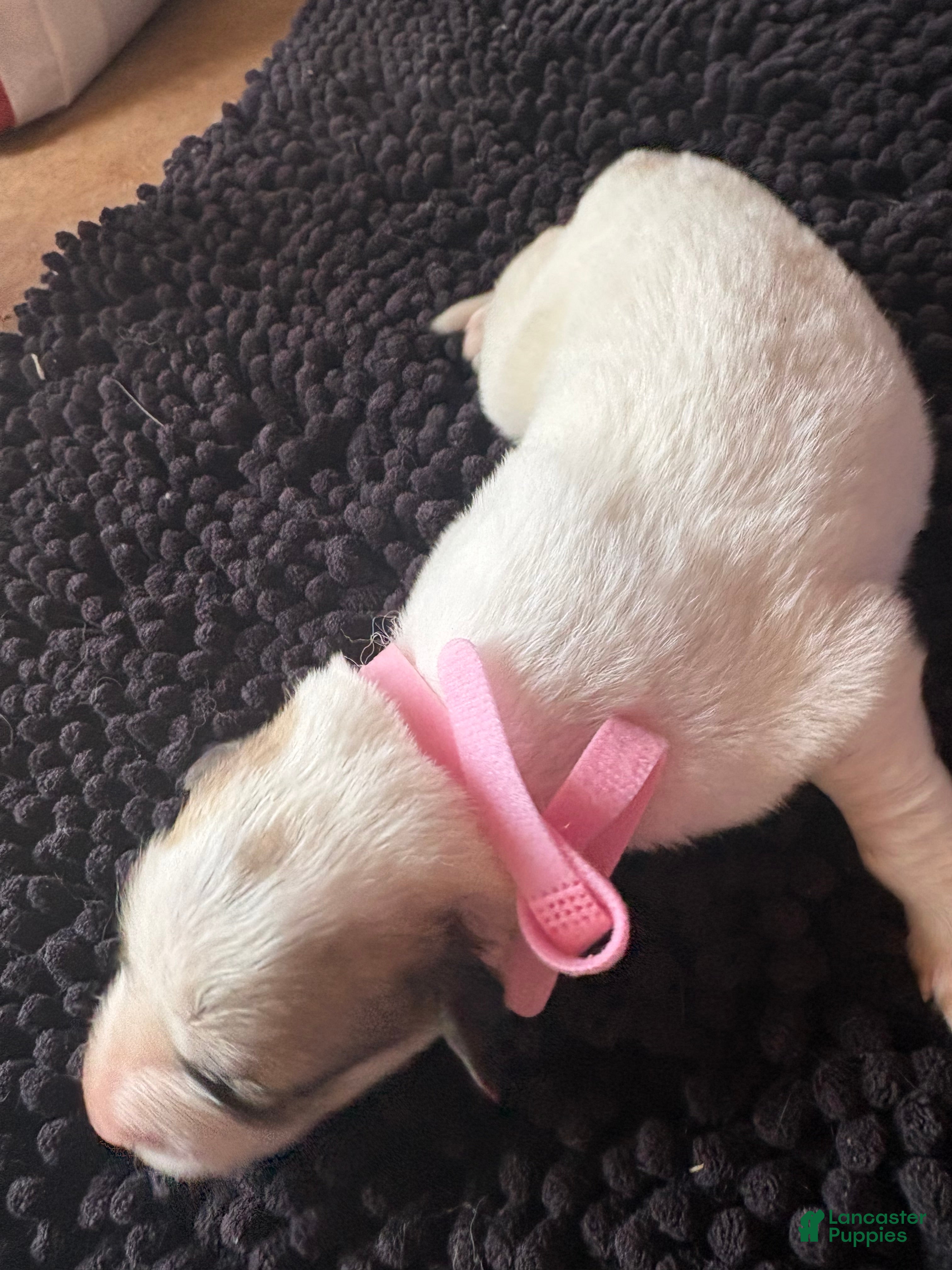 Great Pyrenees dogs for sale: Great Pyrenees 8 - Ad 36