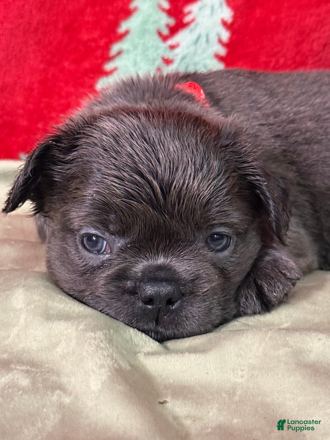 French Bulldog dogs for sale: ❤️ Rudolph - Ad 4