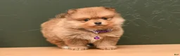 Pomeranian dogs for sale: Tinker Bell - Ad 1