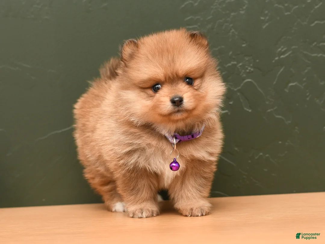Pomeranian dogs for sale: Tinker Bell - Ad 1
