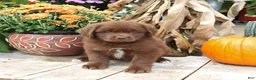 Newfoundland dogs for sale: Lacey - Ad 9