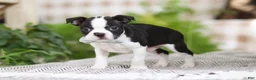 Boston Terrier dogs for sale: Bluey - Ad 3
