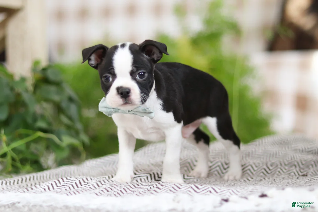 Boston Terrier dogs for sale: Bluey - Ad 3