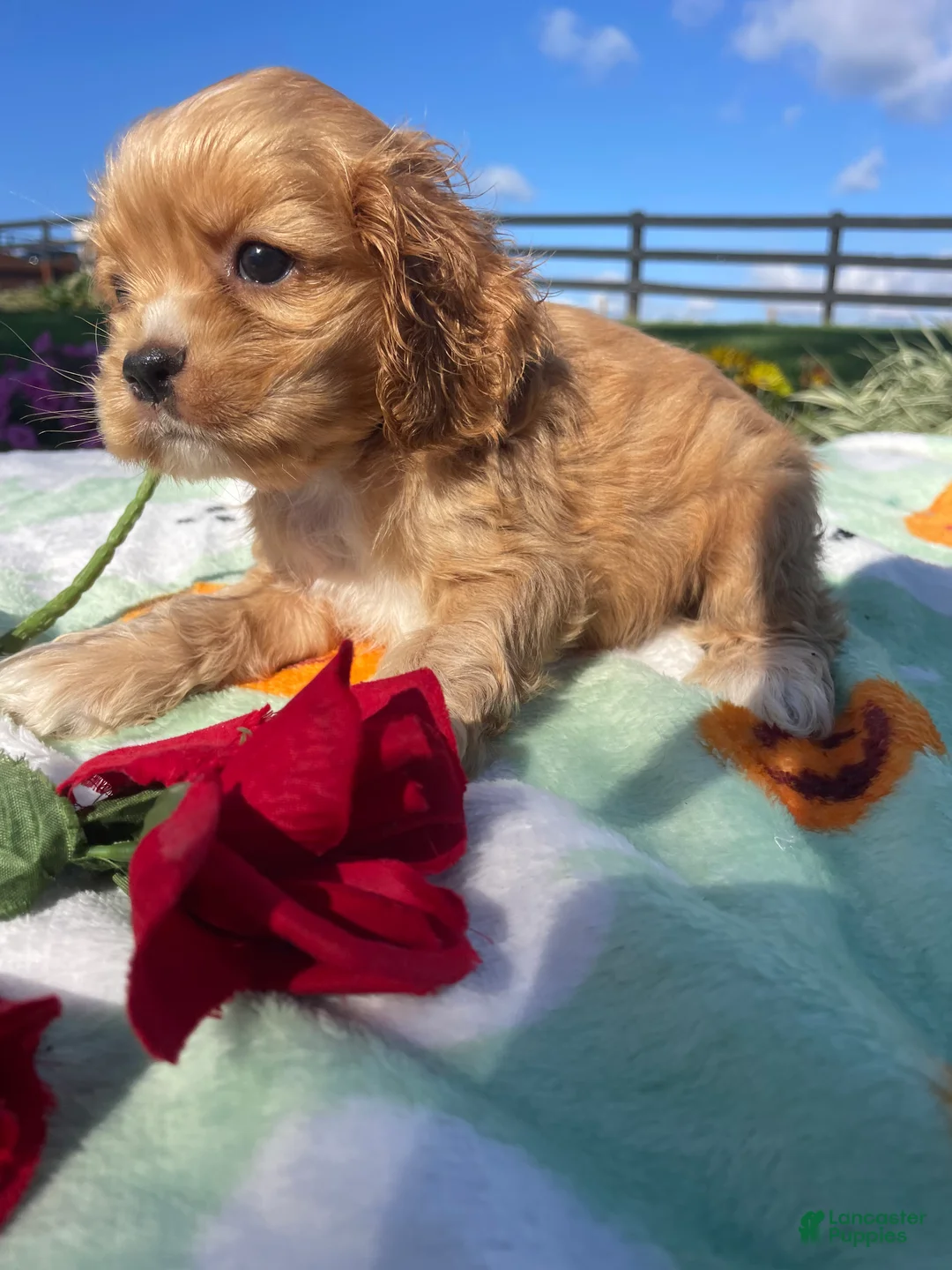 Cocker Spaniel dogs for sale: Luna - Ad 2