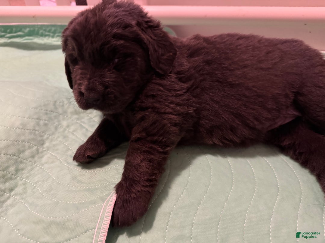 Newfoundland dogs for sale: Brown female - Ad 4