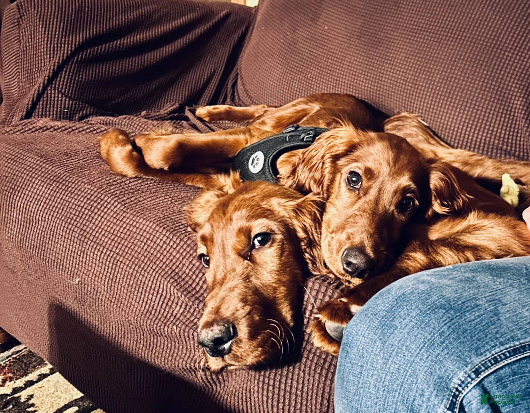 Irish Setter dogs for sale: Irish Setter female purple collar  - Ad 6
