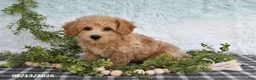 Bichpoo dogs for sale: Hero - Ad 3