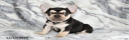 French Bulldog dogs for sale: Loni - Ad 13