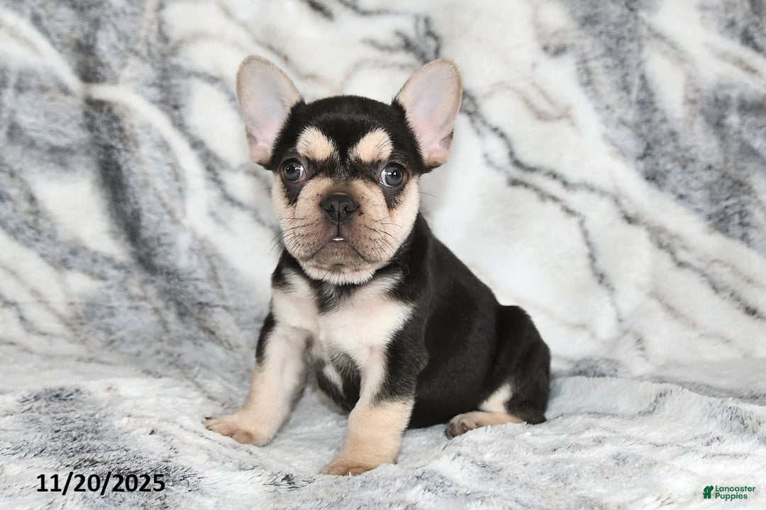 French Bulldog dogs for sale: Loni - Ad 13
