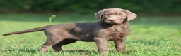 Labrador Retriever dogs for sale: Duchess - Ad 4