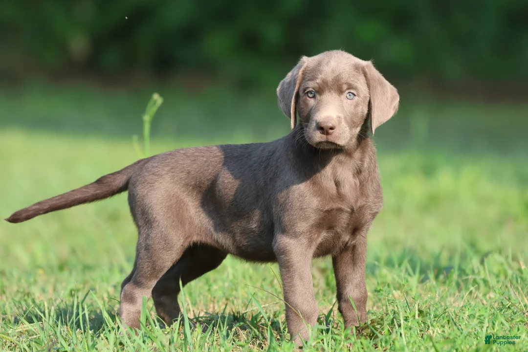 Labrador Retriever dogs for sale: Duchess - Ad 4