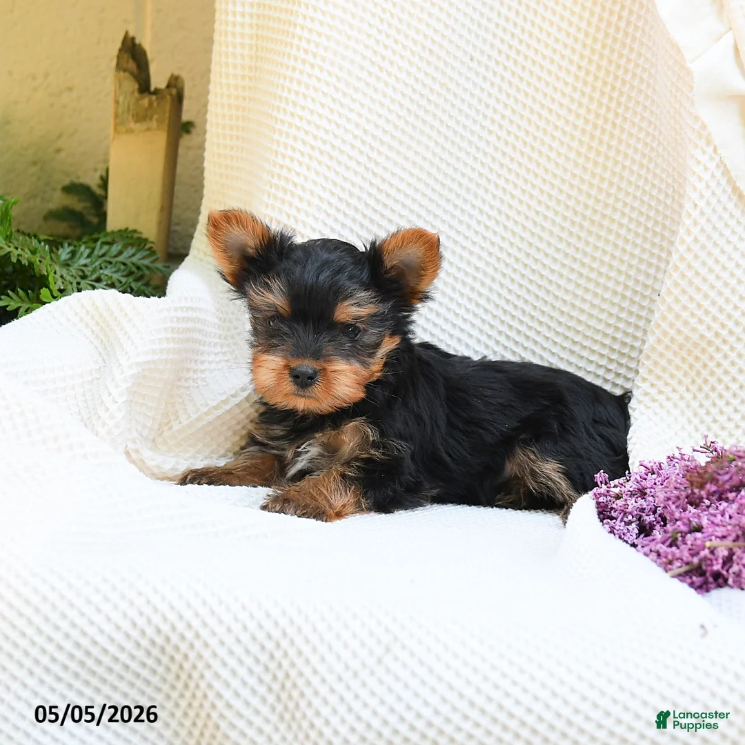 Yorkshire Terrier dogs for sale: Cricket - Ad 2
