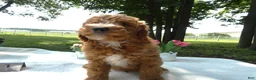 Mini Goldendoodle dogs for sale: Mini Goldendoodle 1 Custer - Ad 1