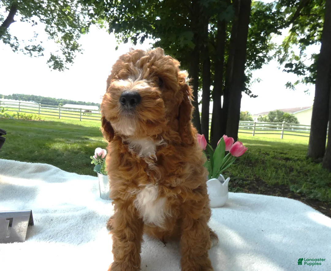 Mini Goldendoodle dogs for sale: Mini Goldendoodle 1 Custer - Ad 1