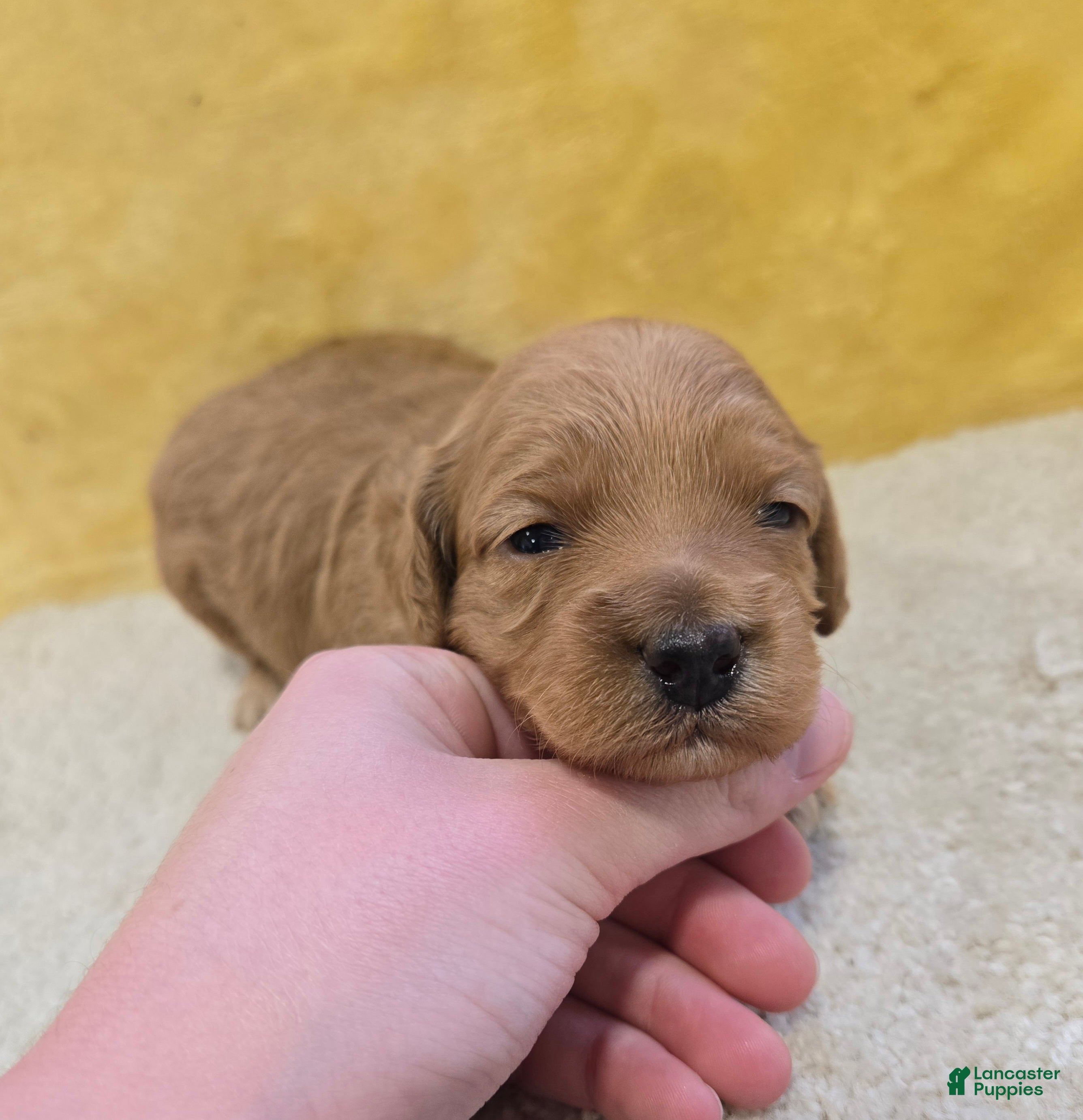 Mini Goldendoodle dogs Meadow - Ad 2