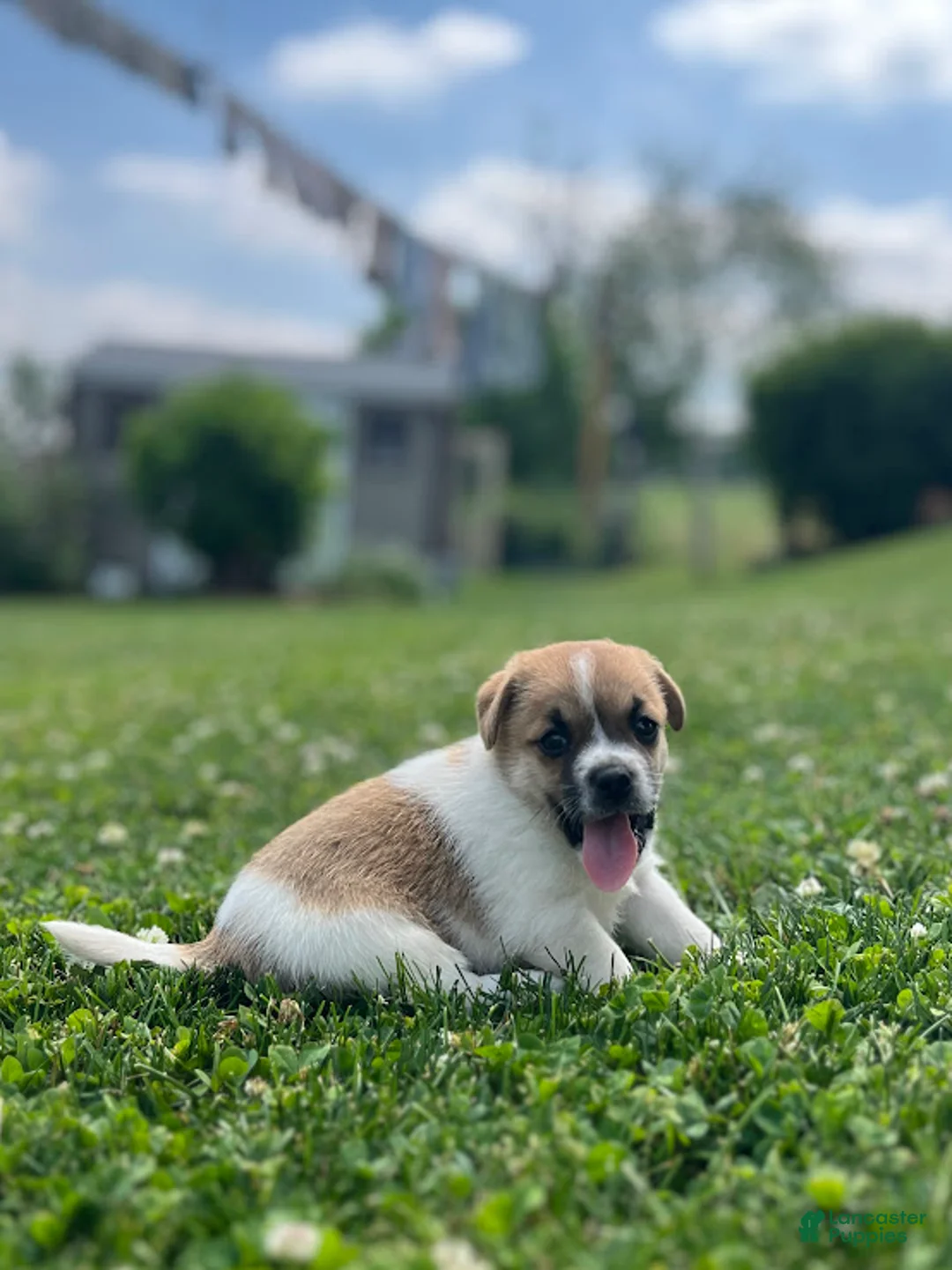 Jug dogs for sale: Leo - Ad 2
