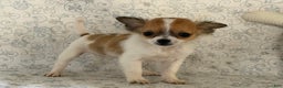 Chihuahua dogs for sale: Sweetpea - Ad 5