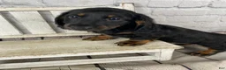 Miniature Dachshund dogs for sale: Brody - Ad 4
