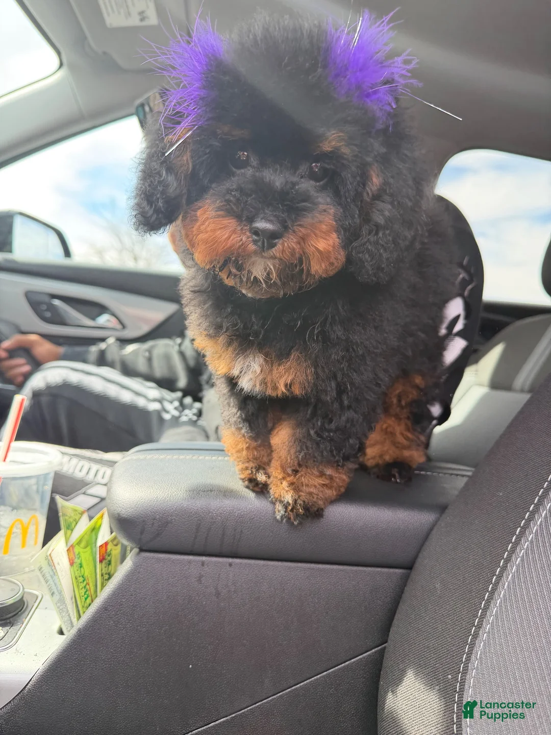 Toy Poodle dogs for sale: Toy Poodle 1 - Ad 2