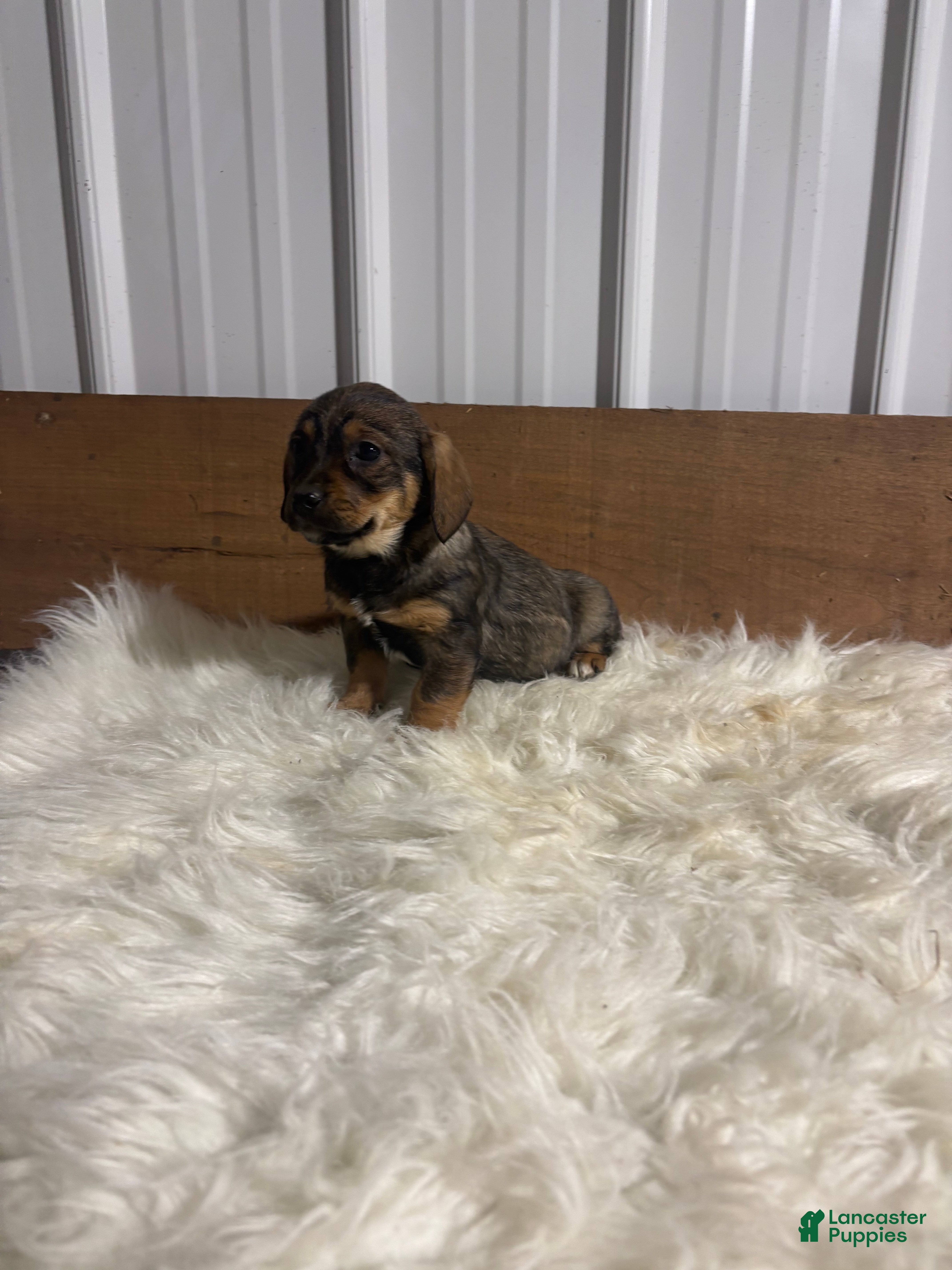 Mixed Breed dogs Mixed Breed Puppy 7 - Ad 19