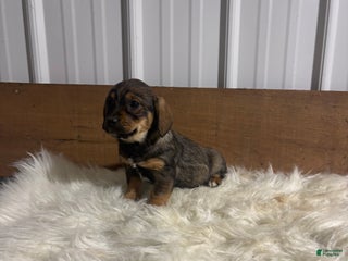 Mixed Breed dogs Mixed Breed Puppy 7 - Ad 17