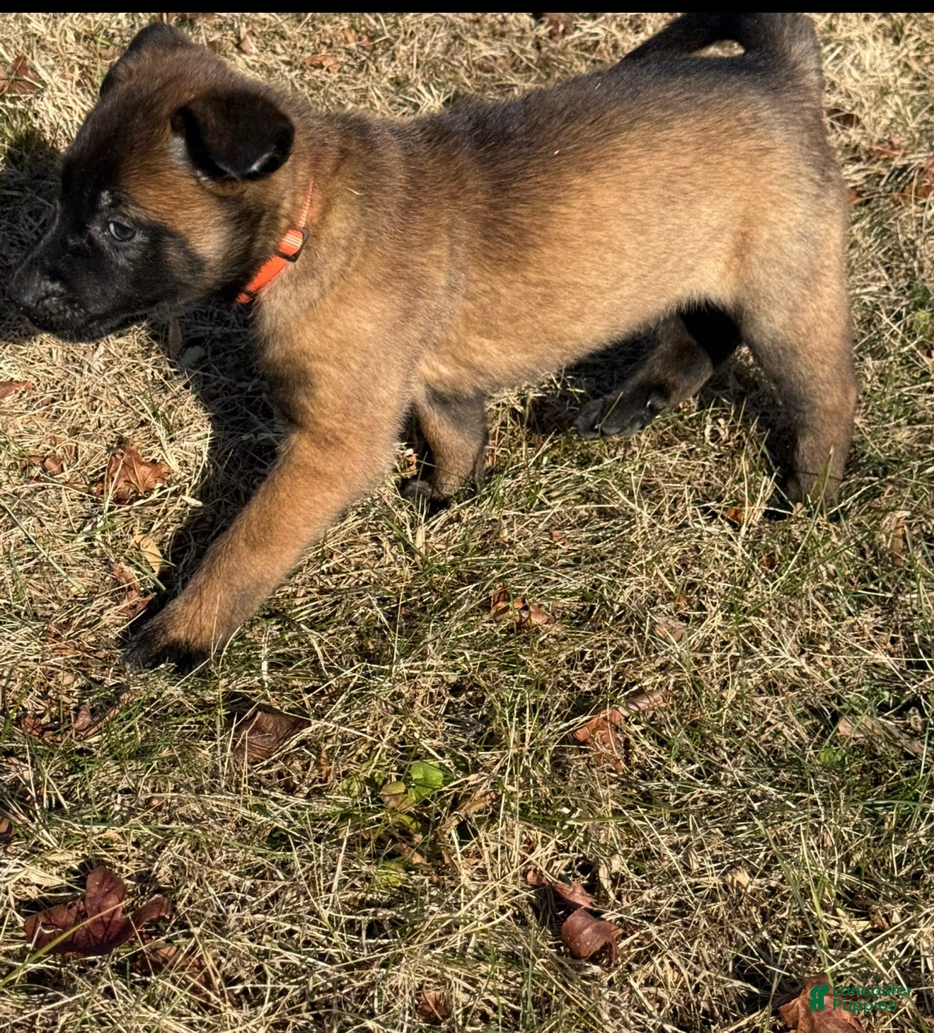 Belgian Malinois dogs Belgian Malinois Puppy 5 - Ad 32