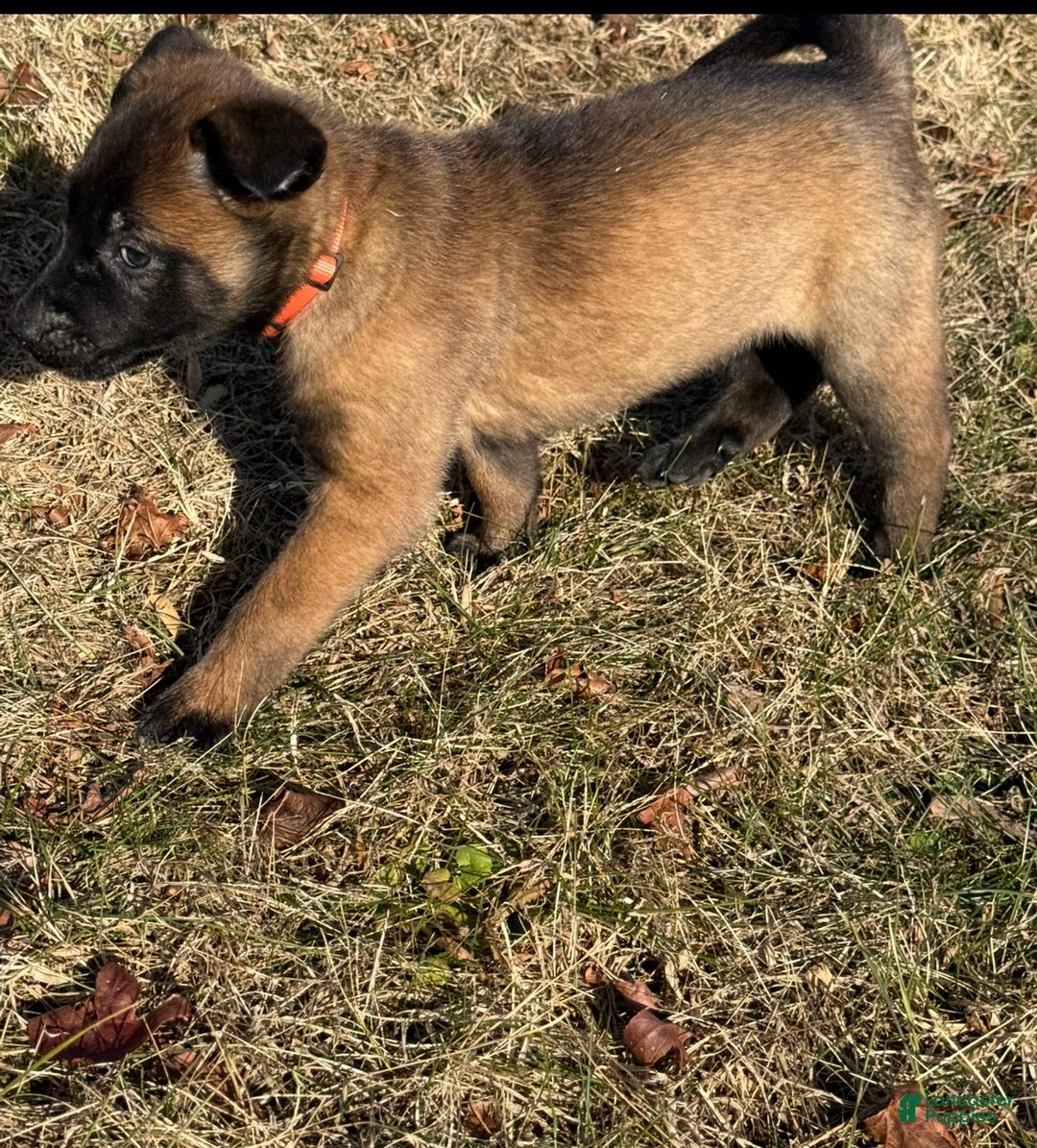 Belgian Malinois dogs for sale: Belgian Malinois Puppy 5 - Ad 1