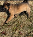 Belgian Malinois Puppy 5