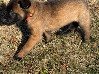 Belgian Malinois dogs Belgian Malinois Puppy 5 - Ad 32