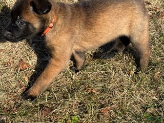 Belgian Malinois dogs Belgian Malinois Puppy 5 - Ad 3