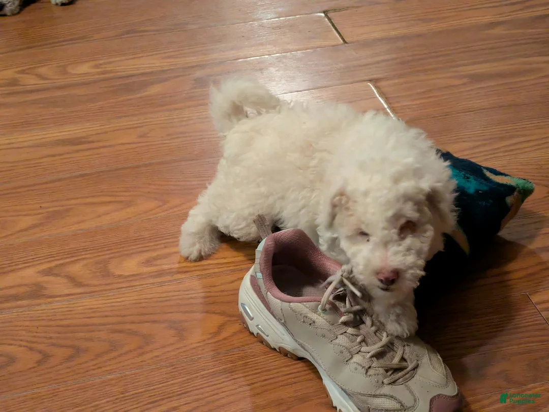 Miniature Poodle dogs for sale: Lennon ☆BLIND☆ - Ad 15