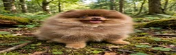 Pomeranian dogs for sale: Pomeranian 1 - Ad 1