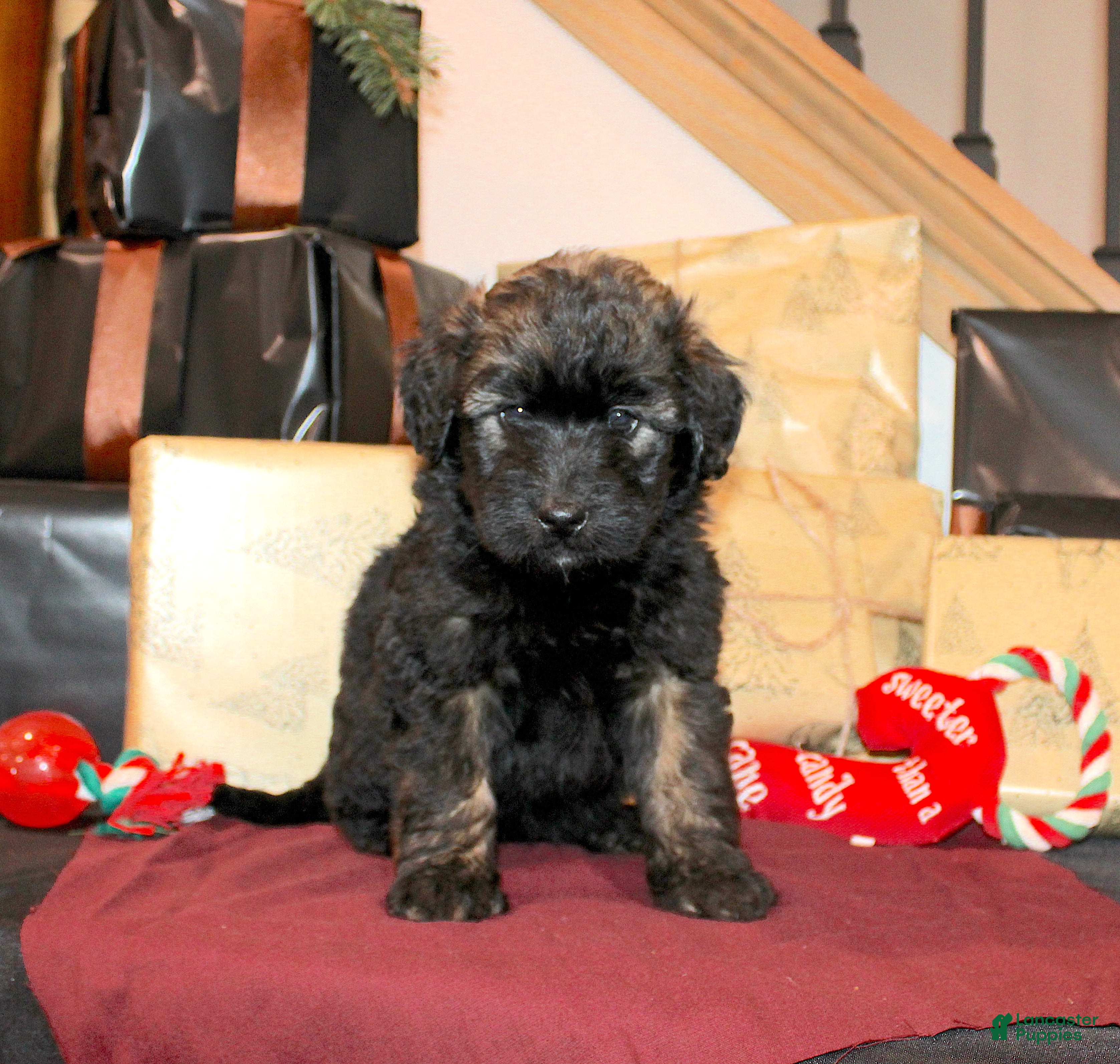 Whoodle dogs Lynda - Ad 9