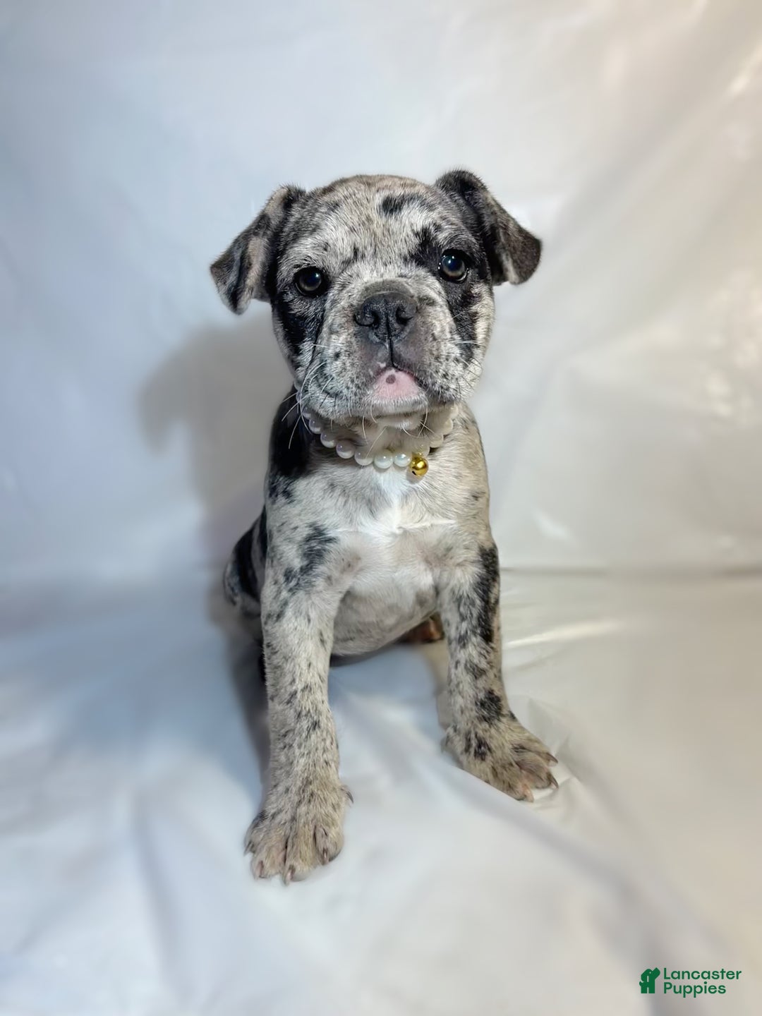 French Bulldog dogs for sale: Tink  - Ad 1