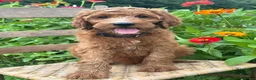 Irish Doodle dogs for sale: Maple - Ad 19