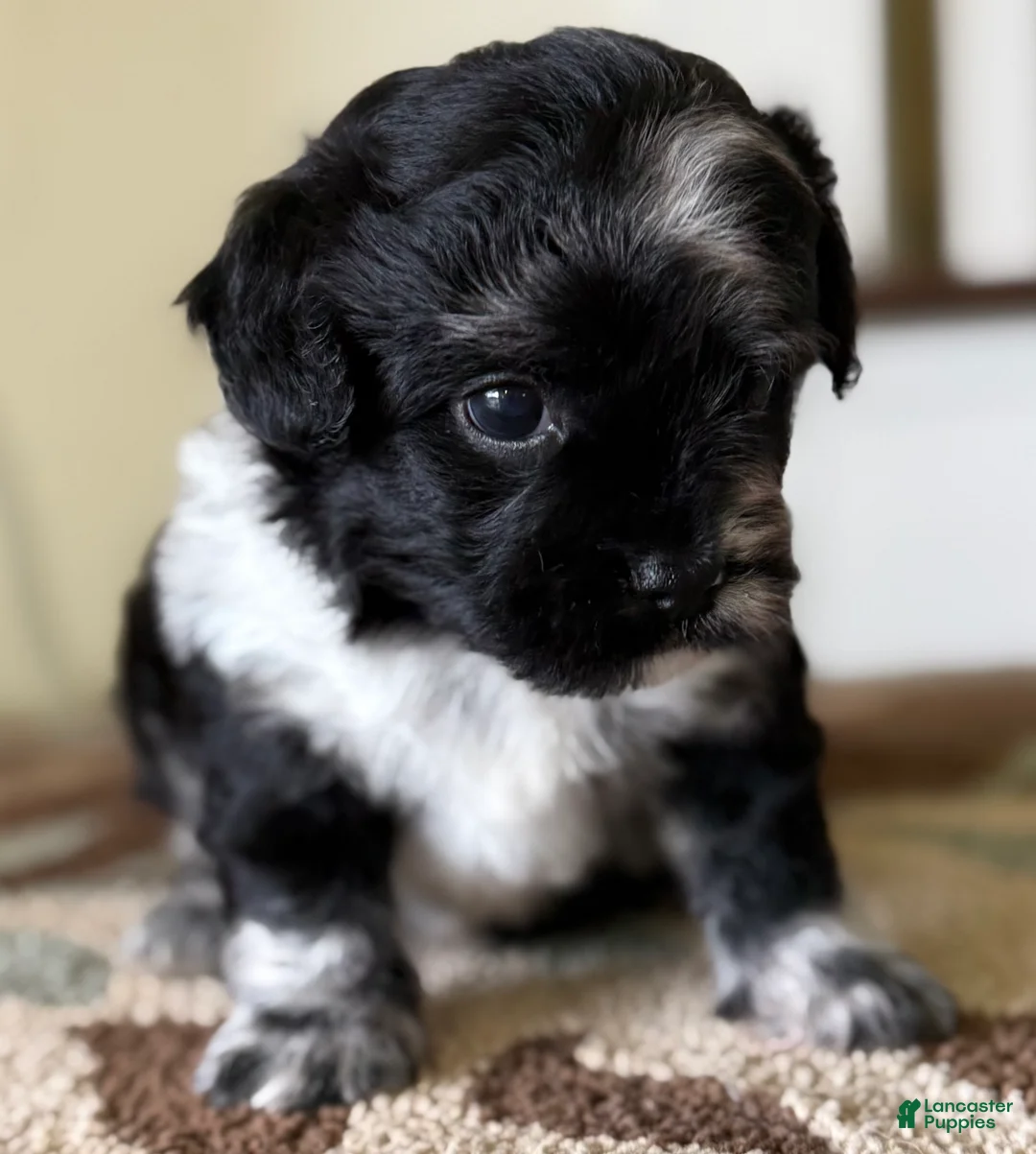 Mixed Breed dogs for sale: Tiny Tim - Ad 2
